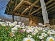 Traditional Balkan house with stone and wood architecture, surrounded by daisies and greenery in the Central Bulgaria