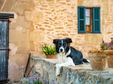 Sos Ferres d'en Morey best rural b&b in  Manacor Mallorca