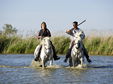 les arnelles hotel camargue